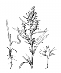 Nom original: Rumex maritimus (n°3127)