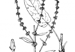 Nom original: Rumex sanguineus (n°3130)
