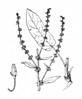 Nom original: Rumex sanguineus (n°3130)
