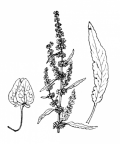 Nom original: Rumex crispus (n°3133)