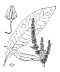Nom original: Rumex hydrolapathum (n°3135)