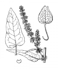 Nom original: Rumex aquaticus (n°3136)