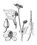 Nom original: Polygonum fagopyrum (n°3138)