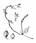 Nom original: Polygonum convolvulus (n°3140)