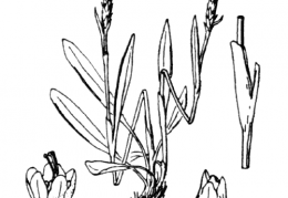 Nom original: Polygonum viviparum (n°3143)