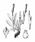 Nom original: Polygonum viviparum (n°3143)