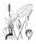 Nom original: Polygonum bistorta (n°3144)
