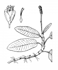 Nom original: Polygonum amphibium (n°3145)