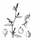 Nom original: Polygonum persicaria (n°3147)