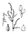 Nom original: Polygonum hydropiper (n°3148)