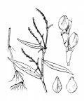 Nom original: Polygonum mite (n°3150)