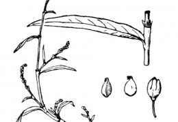 Nom original: Polygonum minus (n°3151)