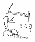 Nom original: Polygonum minus (n°3151)