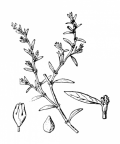 Nom original: Polygonum aviculare (n°3154)