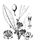 Nom original: Laurus nobilis (n°3173)