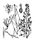 Nom original: Thesium pratense (n°3176)
