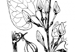 Nom original: Aristolochia clematitis (n°3189)