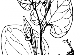 Nom original: Aristolochia pallida (n°3192)
