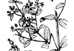 Nom original: Euphorbia preslii (n°3196)