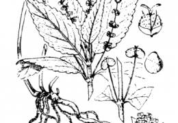 Nom original: Mercurialis perennis (n°3247)
