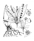 Nom original: Mercurialis perennis (n°3247)