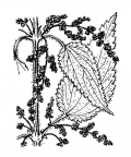 Nom original: Urtica dioica (n°3257)