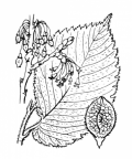 Nom original: Ulmus pedunculata (n°3261)