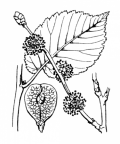Nom original: Ulmus campestris (n°3262)