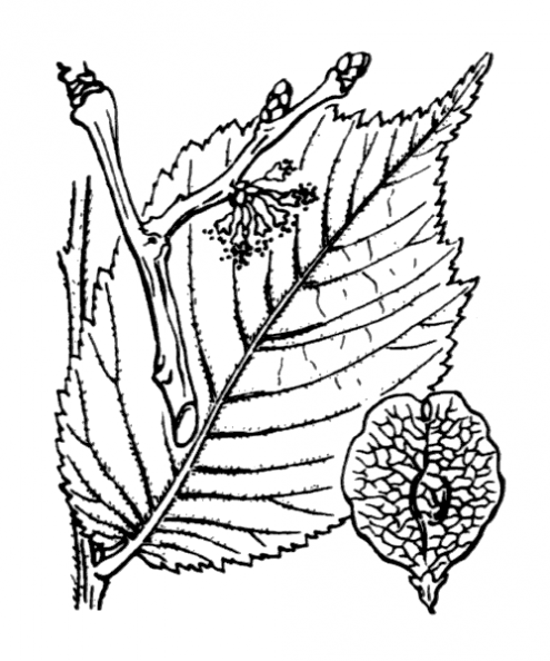 coste_3263.png