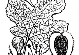 Nom original: Ficus carica (n°3264)