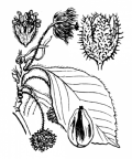 Nom original: Fagus sylvatica (n°3268)