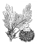 Nom original: Quercus cerris (n°3274)