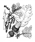 Nom original: Quercus pubescens (n°3276)