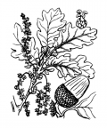 Nom original: Quercus sessiliflora (n°3277)