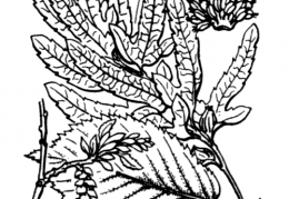 Nom original: Carpinus betulus (n°3280)