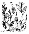 Nom original: Salix repens (n°3282)
