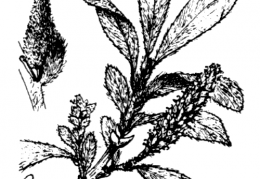 Nom original: Salix glauca (n°3285)