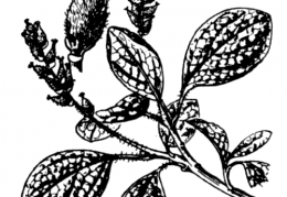 Nom original: Salix reticulata (n°3287)