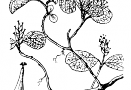 Nom original: Salix herbacea (n°3288)