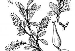 Nom original: Salix retusa (n°3289)