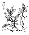 Nom original: Salix retusa (n°3289)