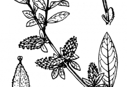 Nom original: Salix caesia (n°3290)