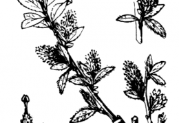Nom original: Salix arbuscula (n°3292)