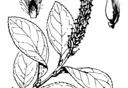 Nom original: Salix hastata (n°3293)
