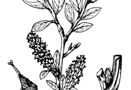 Nom original: Salix phylicifolia (n°3294)
