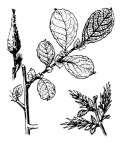 Nom original: Salix aurita (n°3297)