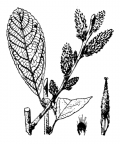Nom original: Salix cinerea (n°3298)