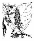 Nom original: Salix caprea (n°3299)