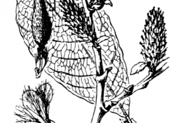 Nom original: Salix grandifolia (n°3300)