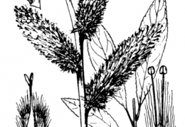 Nom original: Salix daphnoides (n°3304)